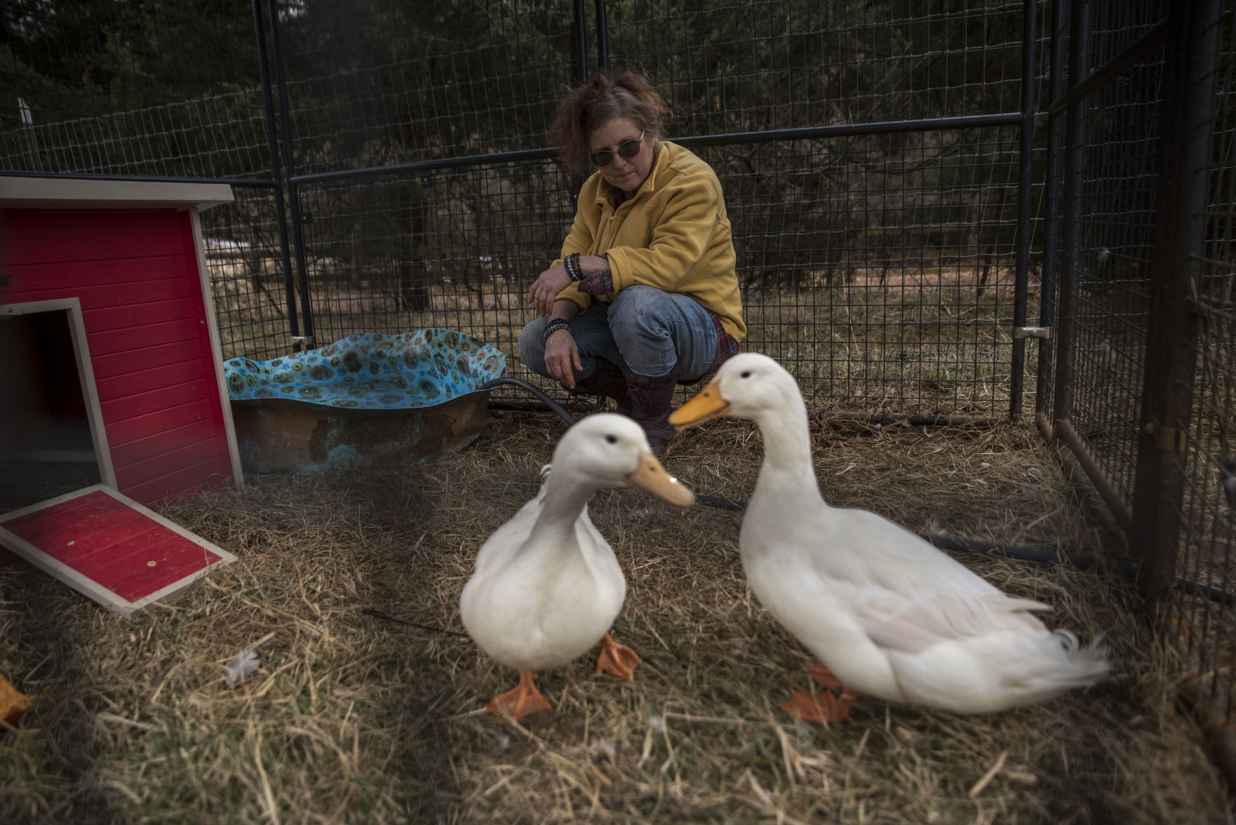 Animal Sanctuary